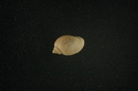 藏品(小椎實螺)的圖片